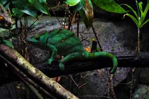 CHAMELEON-2019-02